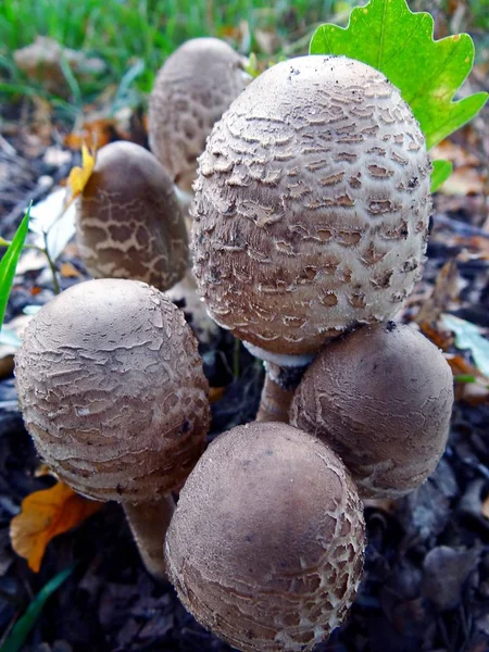 Crapauds Champignons Dans Forêt — Photo