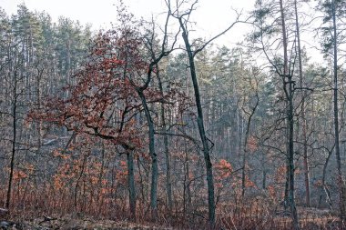 Kuru ağaçlar ve bitkiler sonbahar ormanda