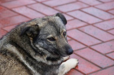 Sokakta kaldırımda oturan gri bir köpek Başkanı