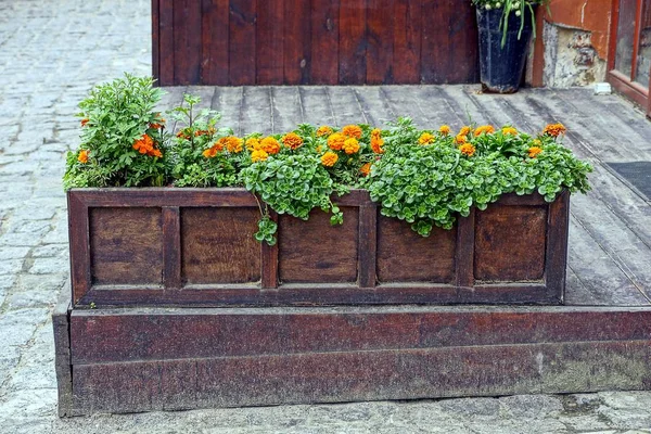 Una Larga Caja Madera Con Flores Acera Cerca Casa — Foto de Stock