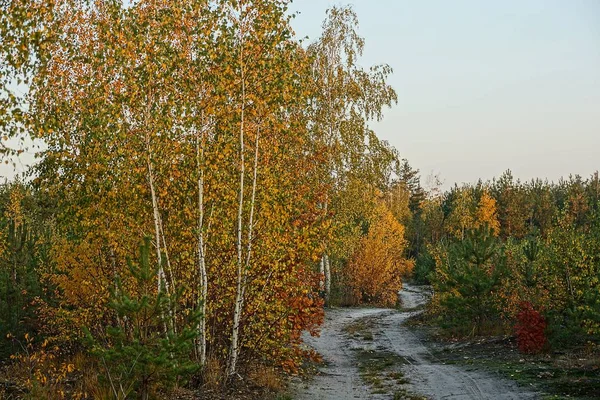 Parte Floresta Outono Com Estrada Vegetação Colorida — Fotografia de Stock