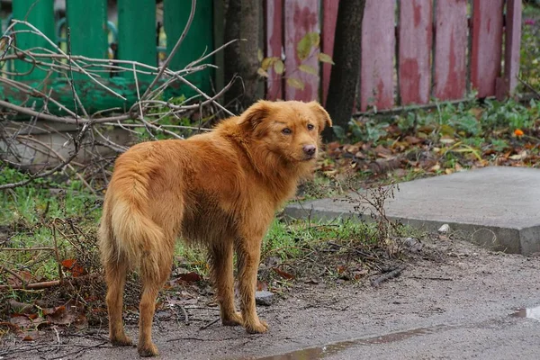 Kırmızı Köpek Sokakta Üzgün Duruyor — Stok fotoğraf