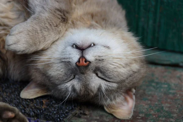 Γκρι Γάτα Αστείο Στον Ύπνο Στο Κεφάλι Στην Αυλή — Φωτογραφία Αρχείου