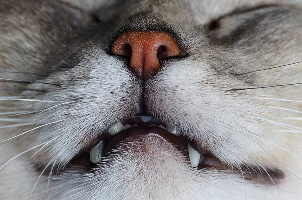 Focinho Gato Dormindo Cinza Engraçado — Fotografia de Stock