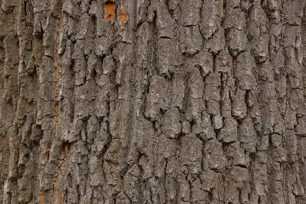 天然植物灰色背景从干燥的树皮在树上 — 图库照片