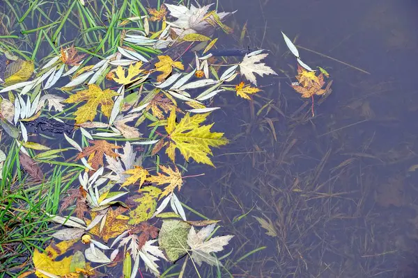 Partie Réservoir Avec Herbe Verte Sous Eau Feuilles Tombées — Photo