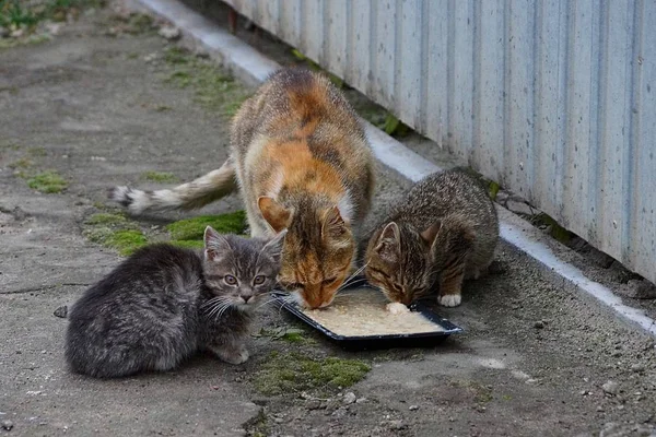 Gatos Gatos Rua Tigela Com Comida — Fotografia de Stock