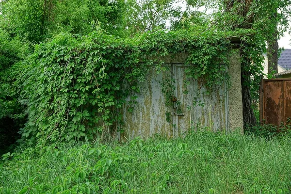 Yeşil Bitki Örtüsü Ile Büyümüş Gri Demir Kapı — Stok fotoğraf