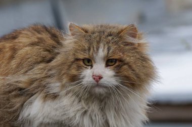 büyük kabarık Benekli kedi oturur ve sokakta görünüyor