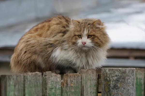 Gran Gato Manchado Esponjoso Sienta Una Cerca Madera — Foto de Stock