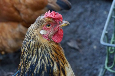 Tavuk kümesinde büyük bir tavuğun başı