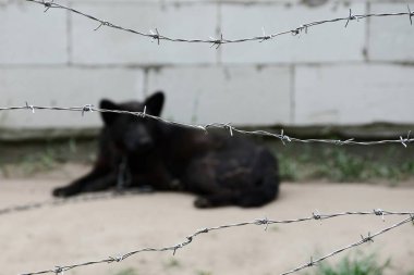 Bir dikenli tel arkasında bir zincir üzerinde siyah köpek
