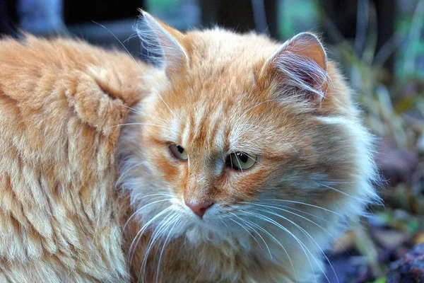 Желтая Красивая Пушистая Кошка Сидящая Дороге — стоковое фото