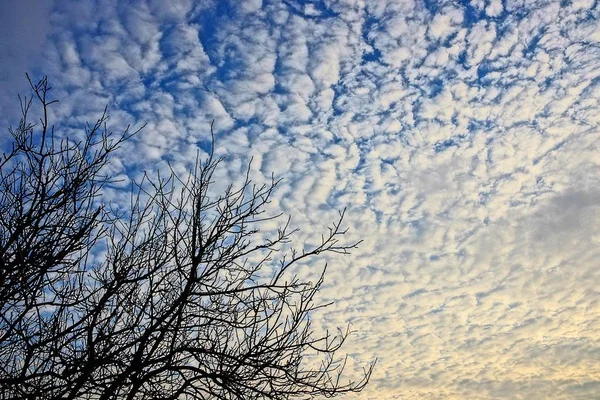 Árbol Negro Ramas Contra Cielo Las Nubes — Foto de Stock