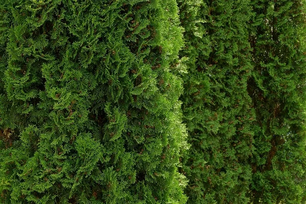 Grüner Natürlicher Hintergrund Der Nadelbäume — Stockfoto