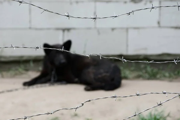 Perro Negro Una Cadena Detrás Alambre Púas — Foto de Stock