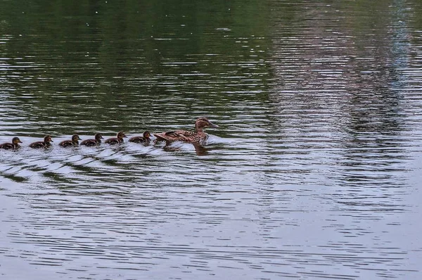 Grand Canard Brun Petits Canetons Nagent Travers Eau — Photo