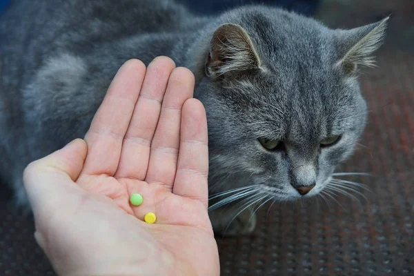 gri kedi yakınındaki avuç tablet