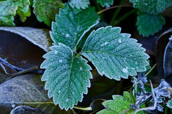 Une Feuille Verte Recouverte Givre Sur Buisson Fraises Dans Jardin — Photo