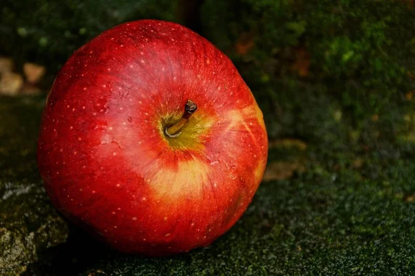 Roter Nasser Und Reifer Apfel Liegt Auf Grünem Moos — Stockfoto