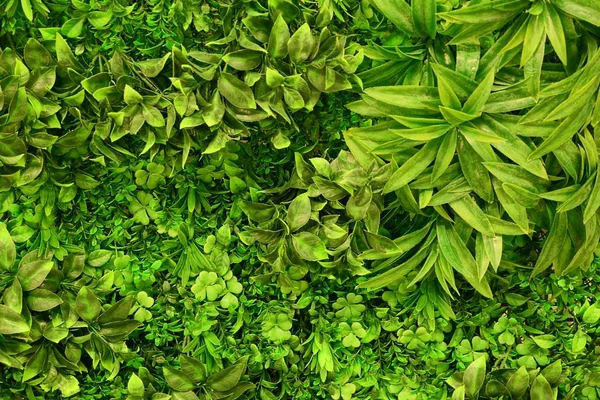Zelená Vegetace Trávy Listí Větvích — Stock fotografie