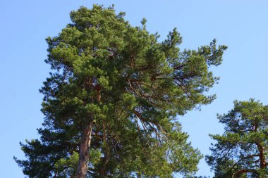 mavi bir gökyüzüne karşı büyük bir yeşil iğne ağacı üst