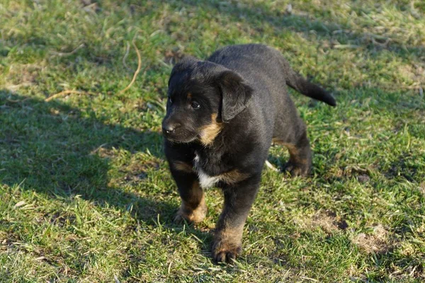 Ein Kleiner Schwarz Brauner Welpe Steht Grünen Gras Park — Stockfoto