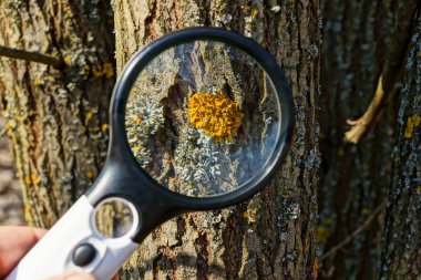 Büyüteç doğada bir ağacın kahverengi kabuğu üzerinde sarı yosun ve liken geliştirir