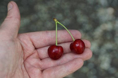Açık bir palmiye üzerinde iki Olgun kırmızı kiraz