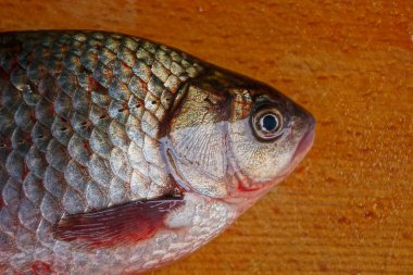 Büyük canlı crucian kahverengi ahşap tahta üzerinde yatıyor
