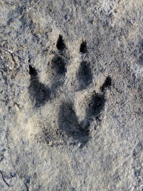 Bir hayvanın kil bir iz