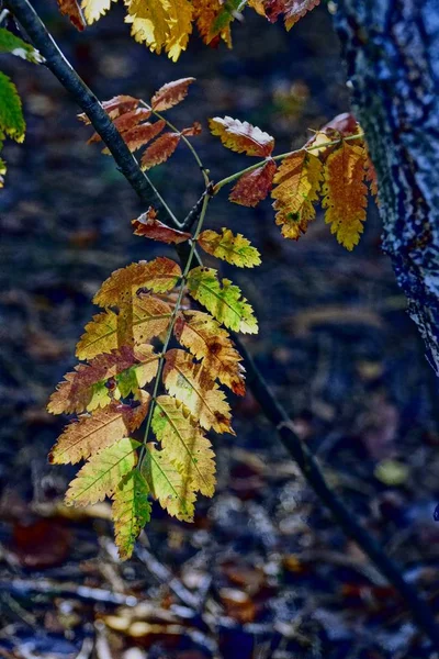 Tak Met Gele Bladeren Het Zonlicht — Stockfoto