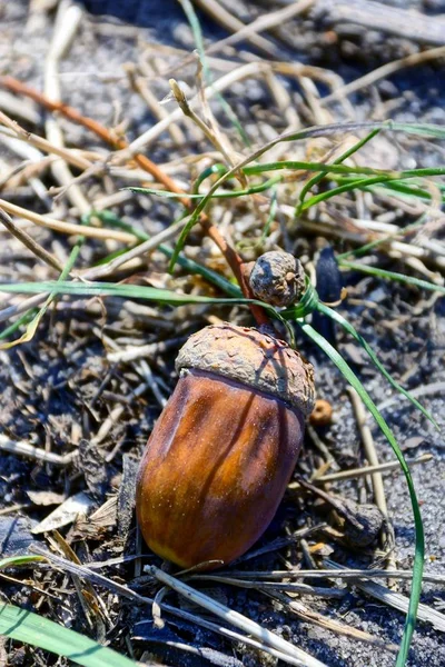 Bellota Marrón Yace Suelo Hierba — Foto de Stock