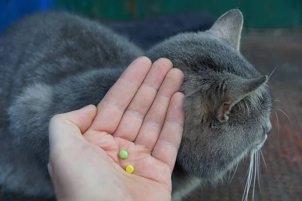 Рука Двумя Таблетками Серой Больной Кошке — стоковое фото