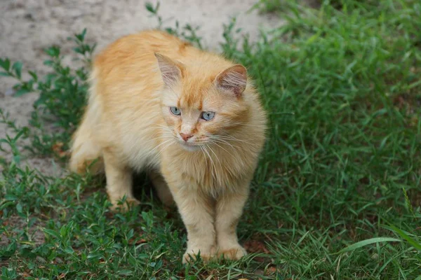 Mezi Zelenou Trávou Stojí Červenovlasá Kočka — Stock fotografie