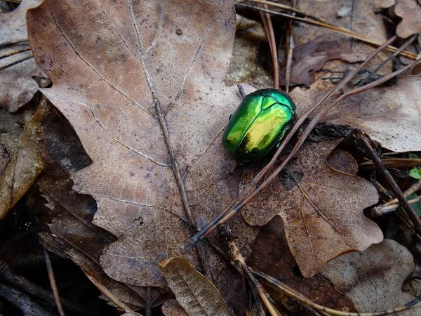 Escarabajo Verde Grande Sobre Una Hoja Marrón Seca — Foto de Stock