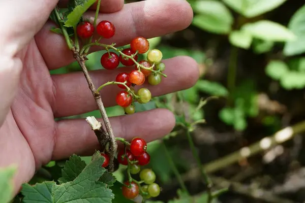 Trauben Roter Johannisbeeren Auf Einem Zweig Mit Blättern Der Hand — Stockfoto