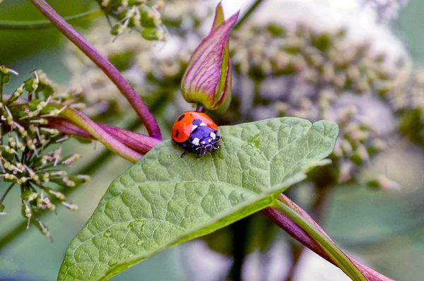 Joaninha Vermelha Uma Folha Verde Jardim — Fotografia de Stock