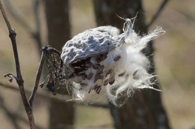 beyaz aşağı ve doğada tohumlar ile bir sap üzerinde bir bitkinin kuru gri tomurcuk