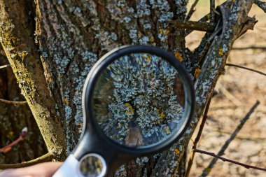 Büyüteç doğada bir ağacın kabuğu üzerinde gri yosun artar