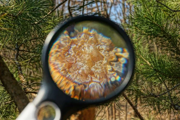 Büyüteç ormanda bir çam dalı üzerinde kahverengi reçine büyüterek