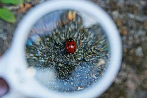 Weiße Lupe Vergrößert Roten Marienkäfer Auf Grauer Erde — Stockfoto