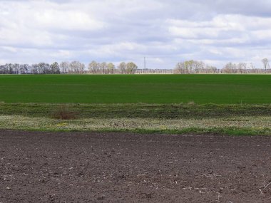 Gri ağaçlar ve gökyüzü ile yeşil çayır