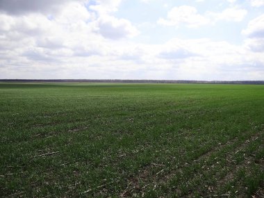 Bir arka plan gökyüzü ve bulutlar büyük yeşil tarım alanı parçası