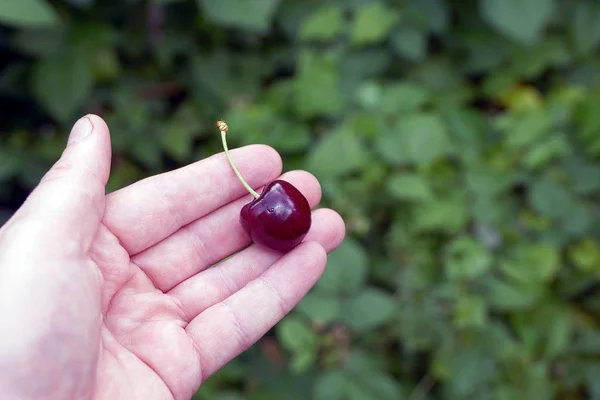 Une Cerise Rouge Gît Sur Une Paume Ouverte — Photo