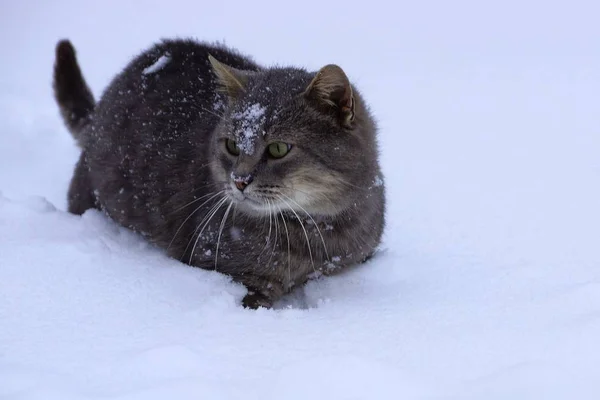 Szary Duży Kot Stoi Snowdrift — Zdjęcie stockowe