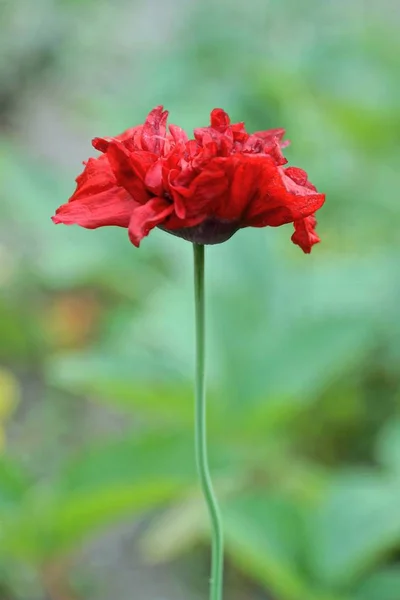 Brote Una Hermosa Amapola Flor Sobre Fondo Vegetación Día Soleado — Foto de Stock