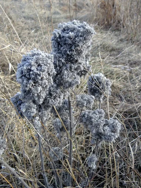 Dried Gray Plants Spring Meadow — Stock Photo, Image