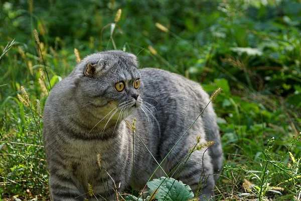 纯种灰猫在绿色植物之间散步 — 图库照片