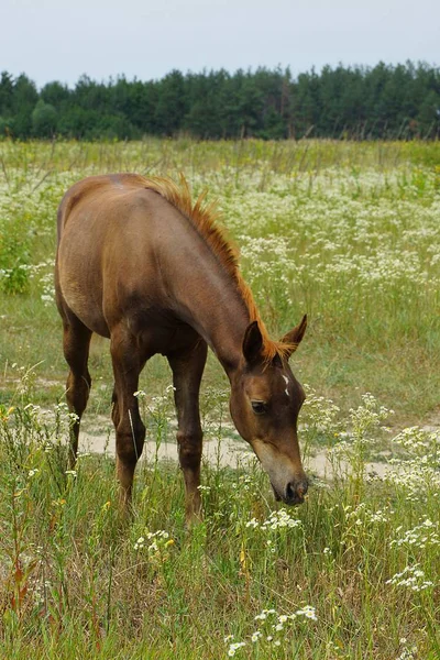 一只棕色的马在田里站着吃草 — 图库照片